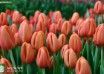 Tulipa Delta Storm ® (3)